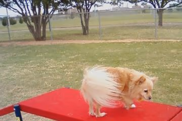 Hogan's Dog Run